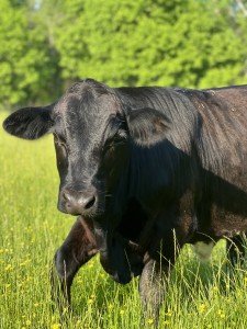 Grassfed, Grassfinished Beef.