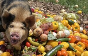 Supplementing with Grocery Produce.